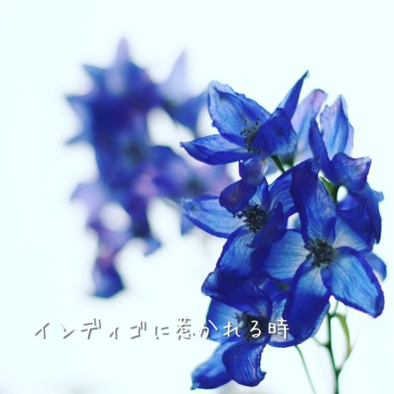 デルフィニウムの花_紺色の花
