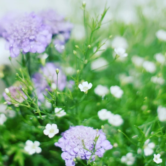 紫の花とかすみ草の写真