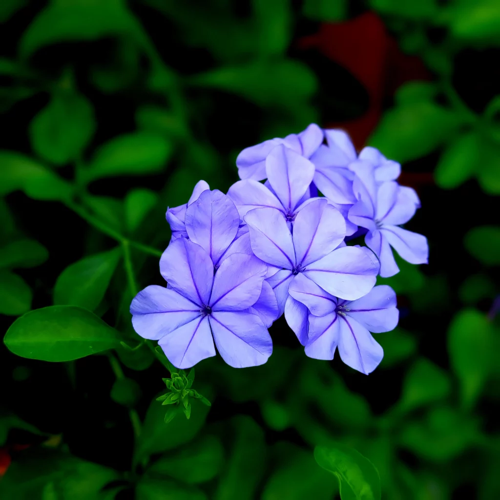 紫のマリマツリの花