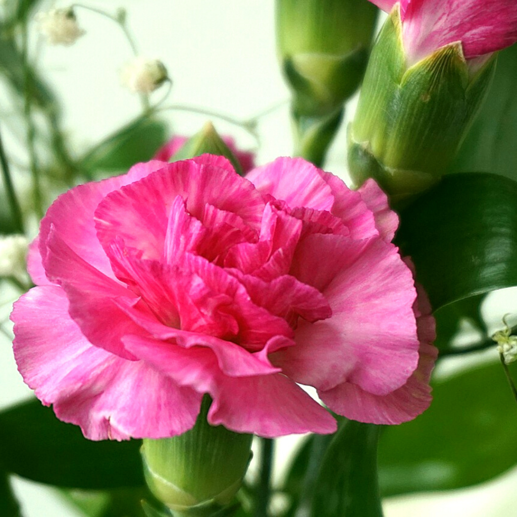 ピンクのカーネーションの花の写真