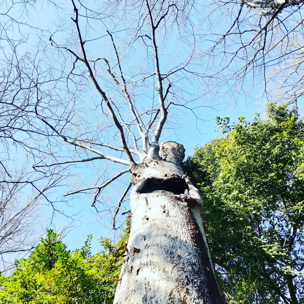 小平神明宮の木の写真