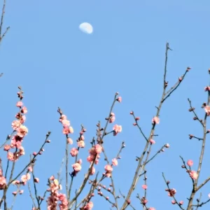 月と梅の花の写真