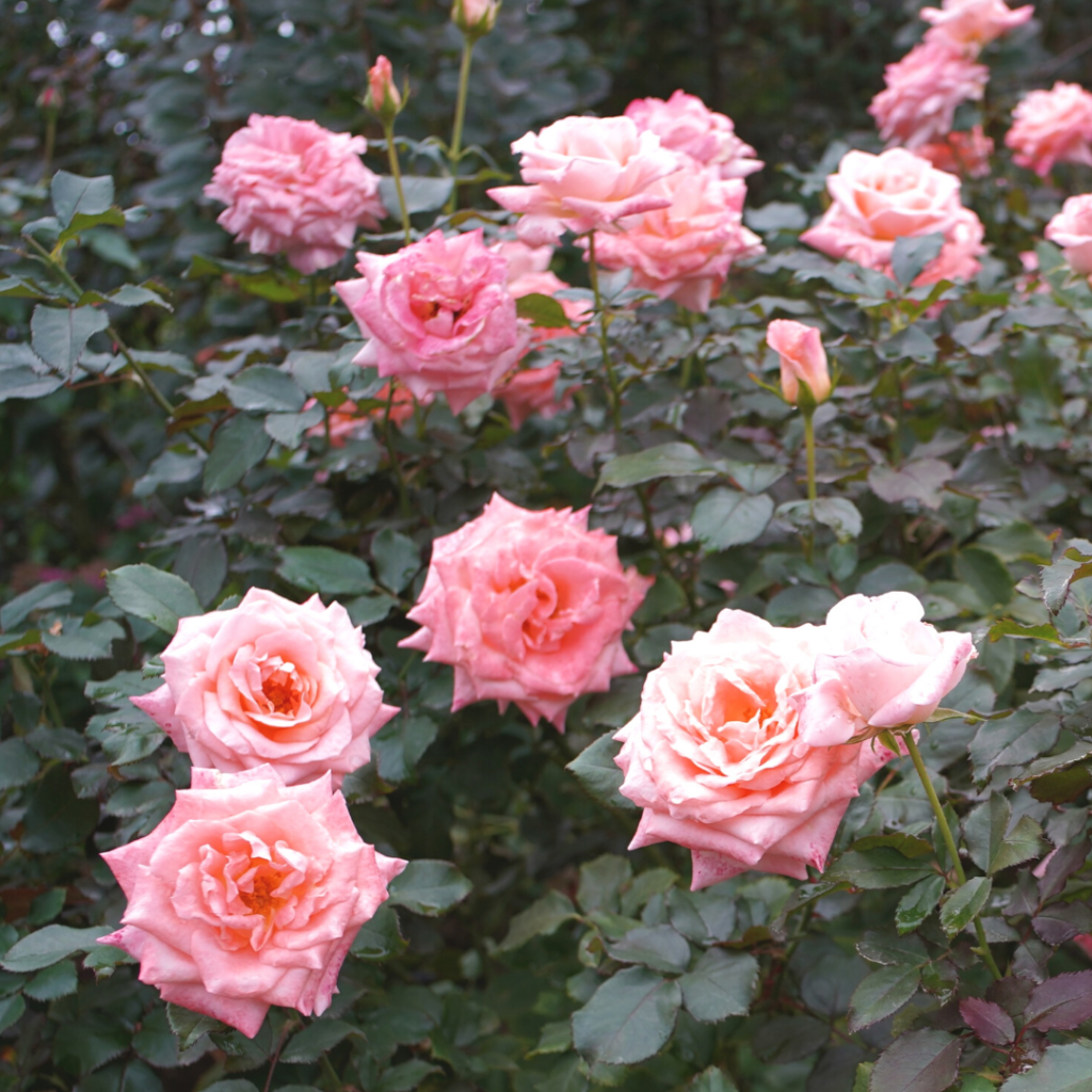 ピンクのバラの写真