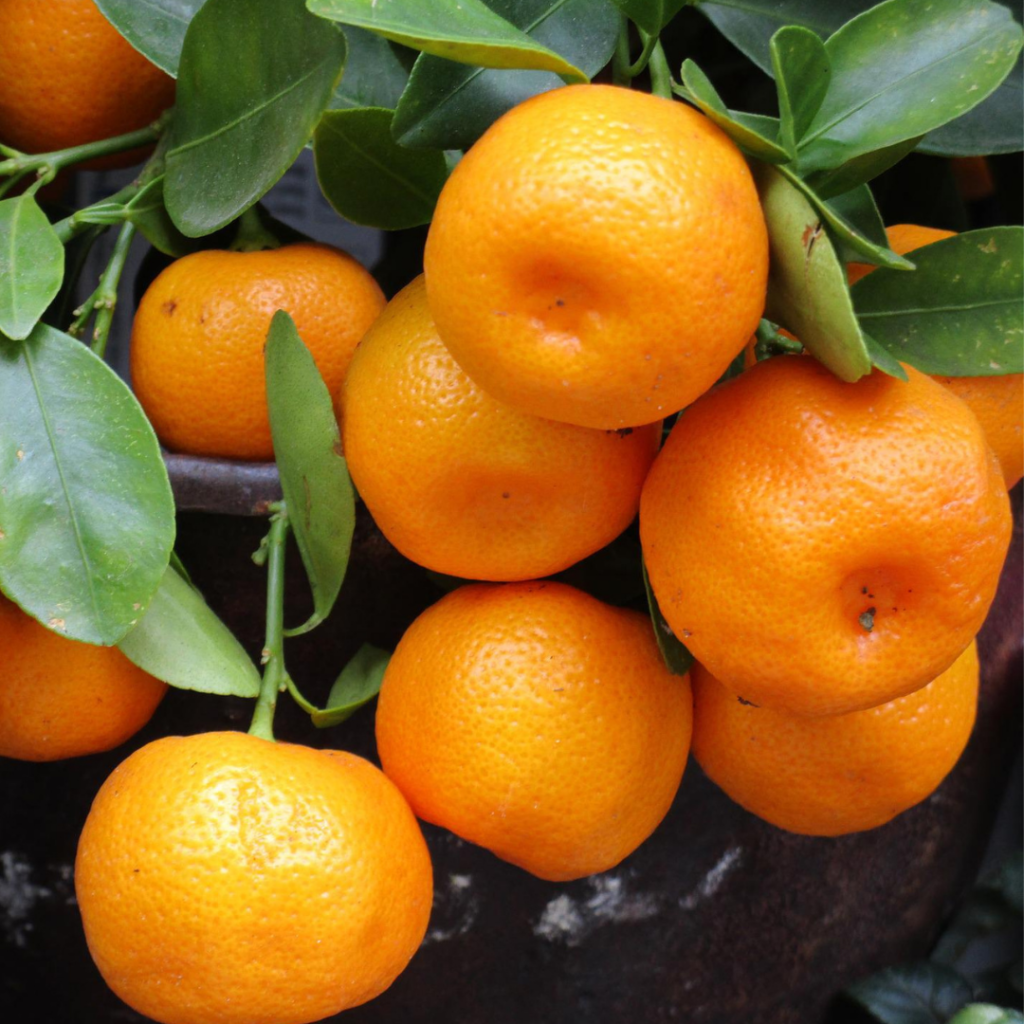 マンダリンオレンジの写真