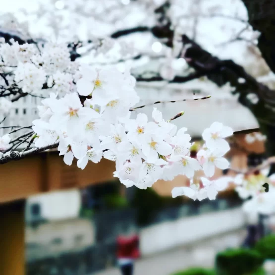 国立の歩道橋から撮った桜の写真