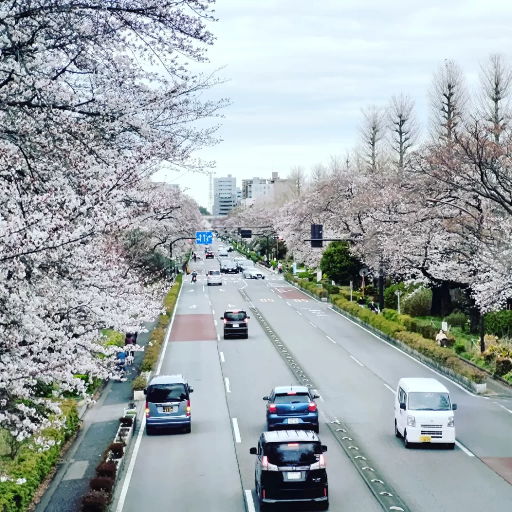 国立の歩道橋から撮った桜の写真