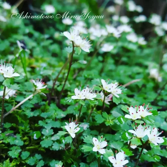 高尾山に咲く花の写真