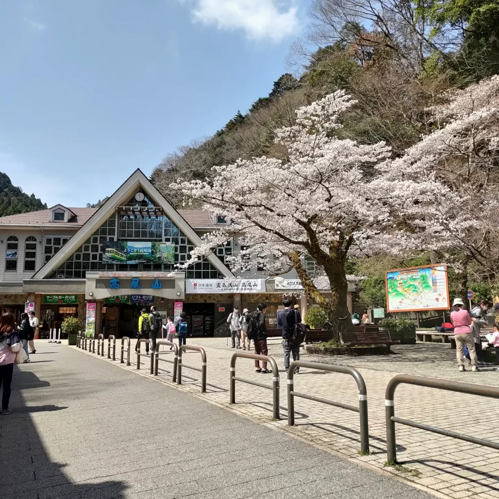 高尾山ケーブルカー 清滝駅前の桜
