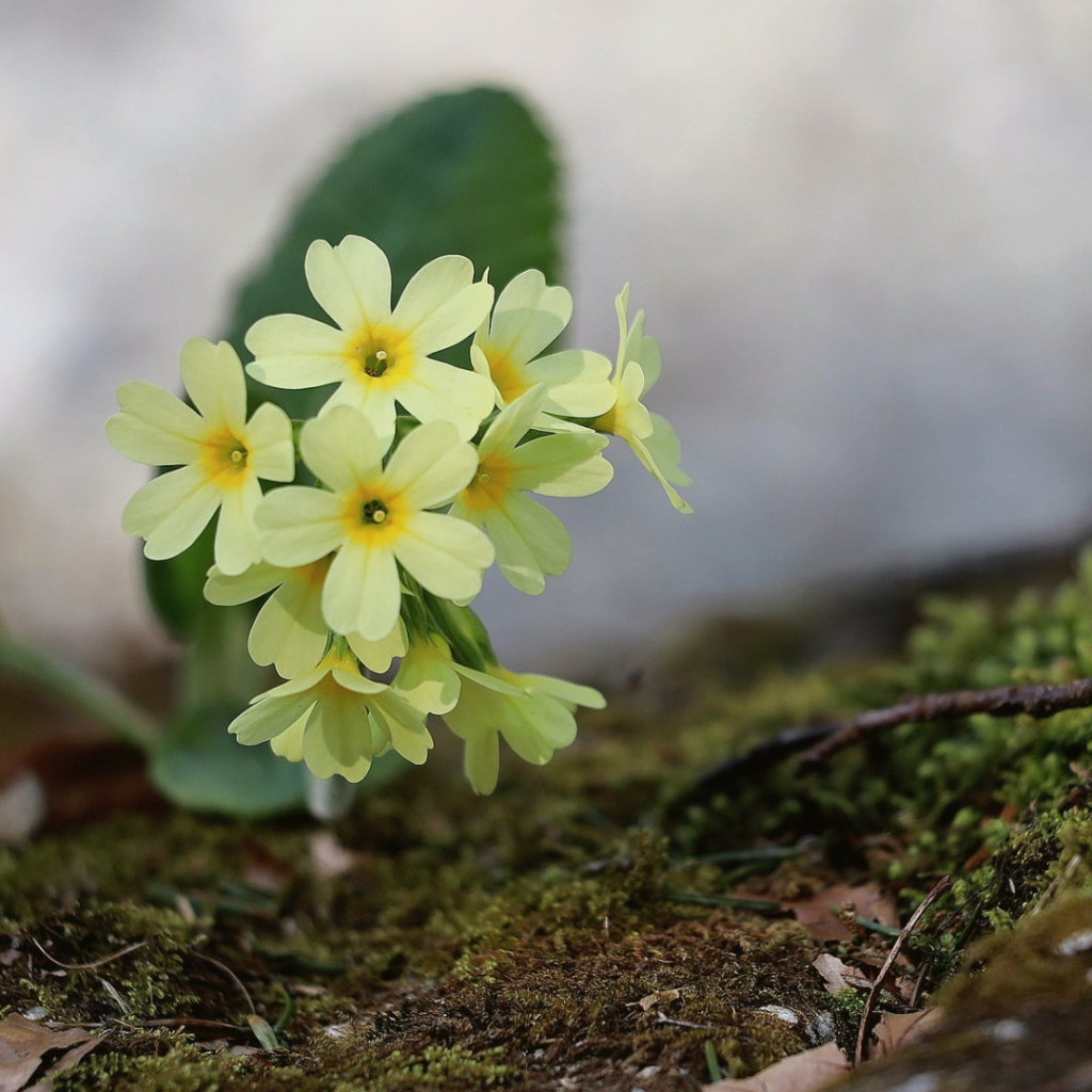 プリムローズの花の写真