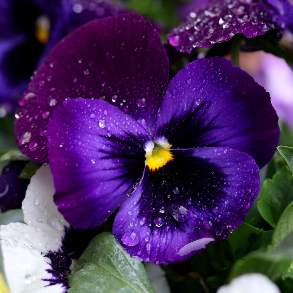 深い紫色のパンジーの花の写真