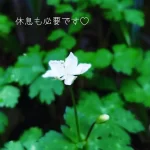 高尾山で撮った花の写真