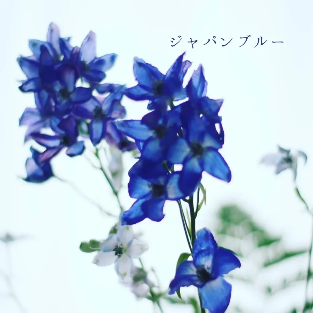 デルフィニュームの花の写真