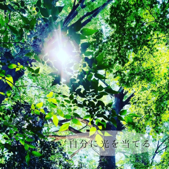小平神明宮の木々の写真