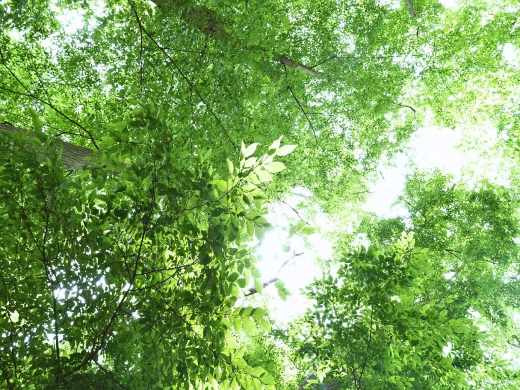 森の中の木々の葉っぱを見上げて撮った写真