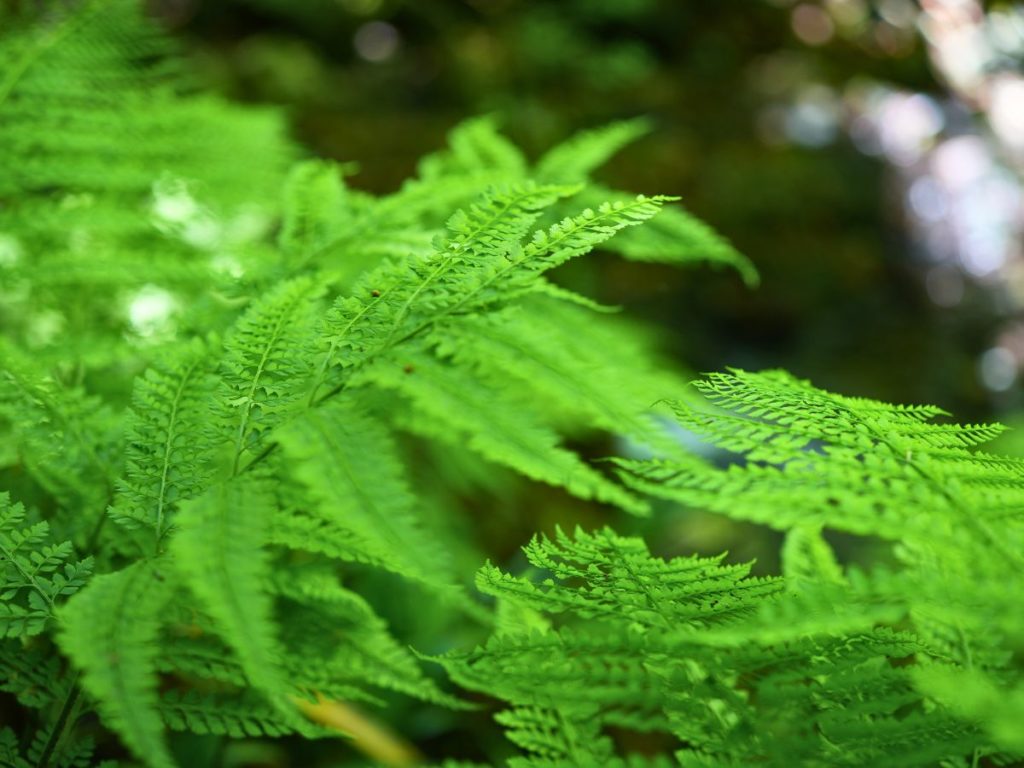 シダの葉っぱが青々としている写真