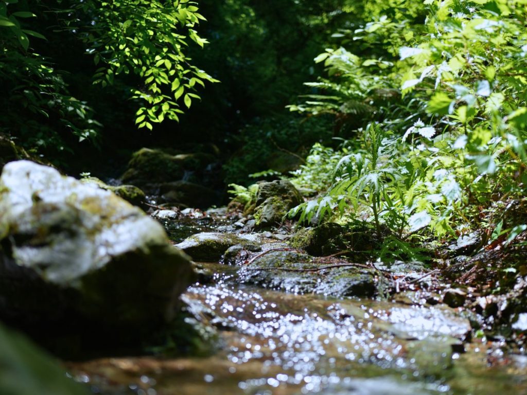 山の中の小川のせせらぎを写した写真。川の水面がキラキラと輝いている。