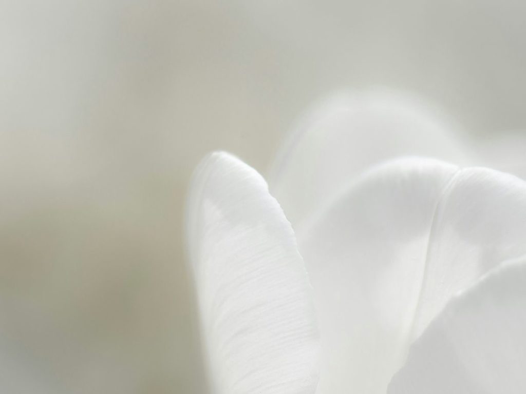 白いチューリーップがっ光のなか可憐にやさしく咲いている写真