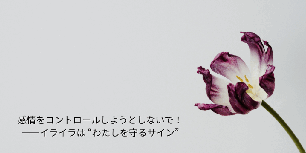 ホワイトの壁の前で()よっくさく赤紫の縁取りのあるチューリーップの写真